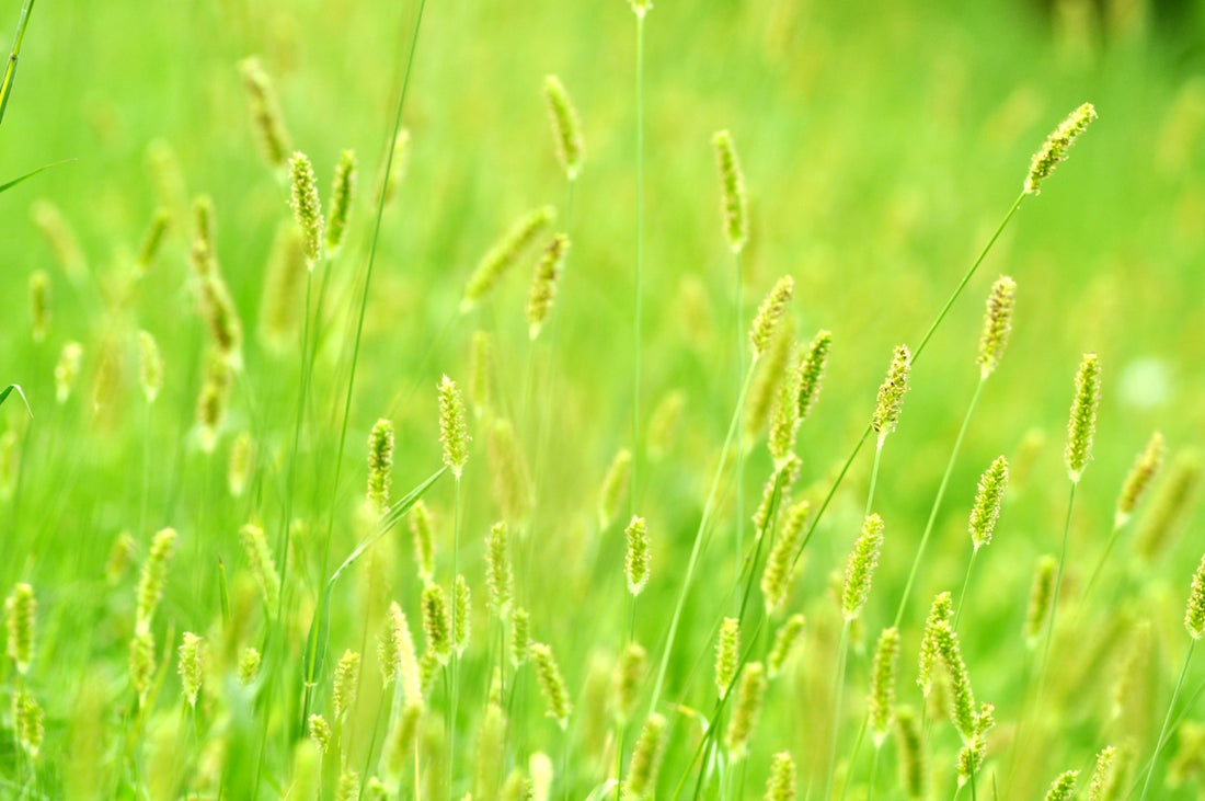 green grass field during daytime