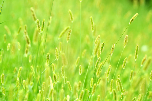 green grass field during daytime