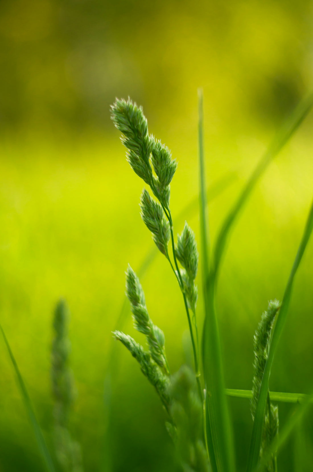 a close up of a green plant in a field